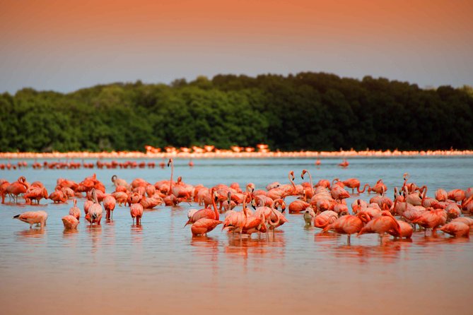 Celestun Biosphere Reserve Tour From Merida - Scenic Sunset Boat Ride
