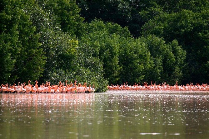 Celestun Biosphere Reserve Tour From Merida - Featured Review