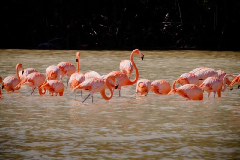 Celestún Flamingos, Beach, and Seafood Tour, leaving from Merida - Good To Know