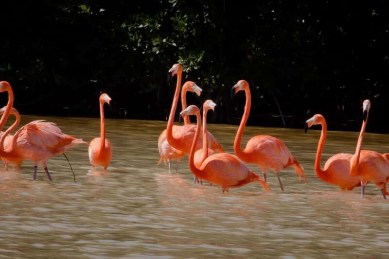 Celestún Flamingos, Beach, and Seafood Tour, leaving from Merida - Practical Tips for the Trip
