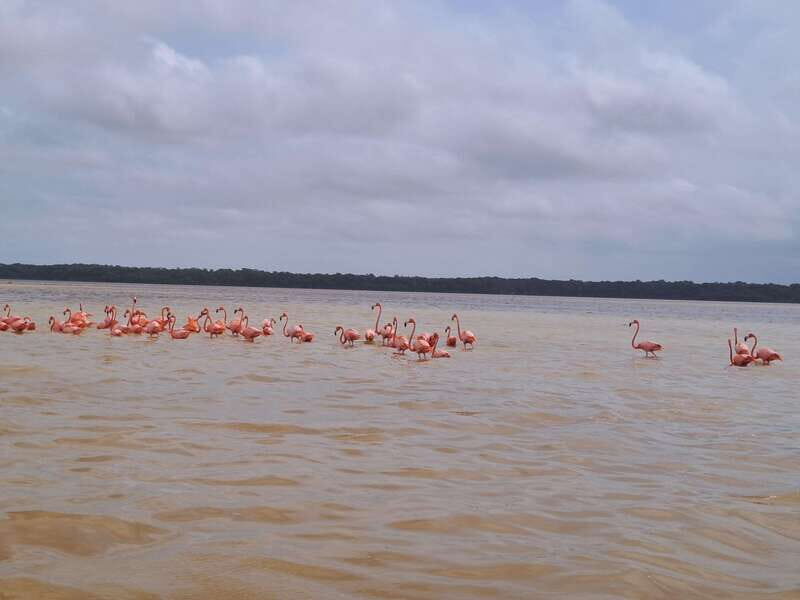 Celestun + Lunch, Boat Ride & beach time. - Exploring Celestun: What the Tour Entails