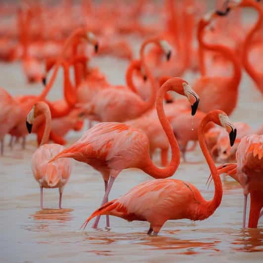 Celestun Mangroves Boat Tour From Merida - Good To Know