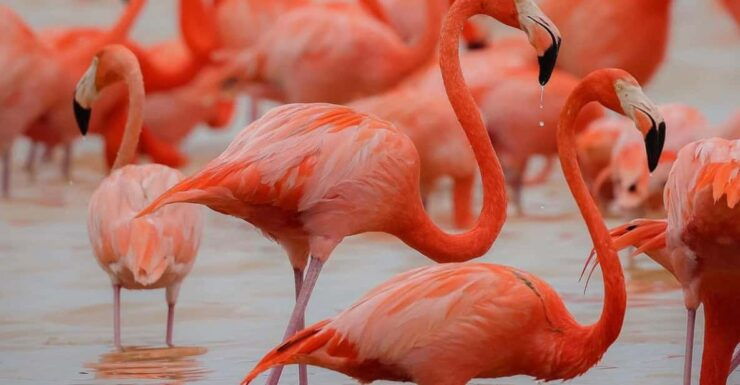 Celestun Mangroves Boat Tour From Merida - Itinerary