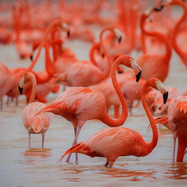 Celestun Mangroves Boat Tour From Merida - Experience Highlights