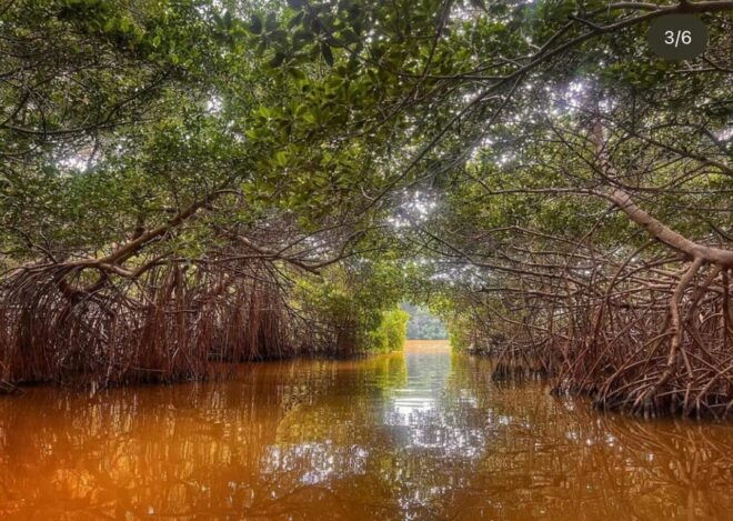 Celestun Mangroves Boat Tour From Merida - Inclusions