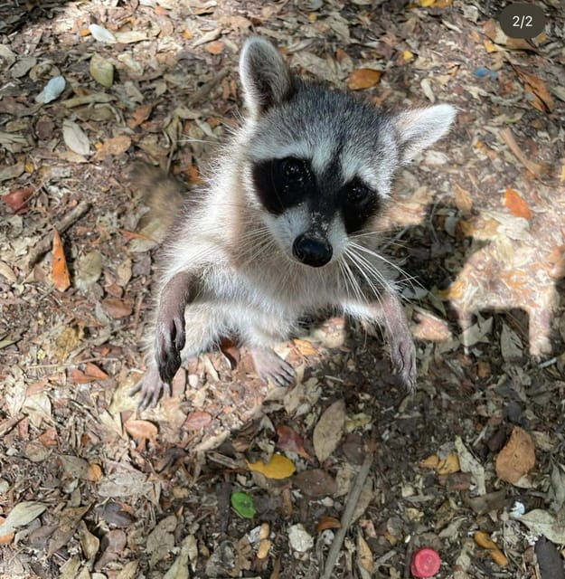 Celestun Mangroves Boat Tour From Merida - Customer Reviews