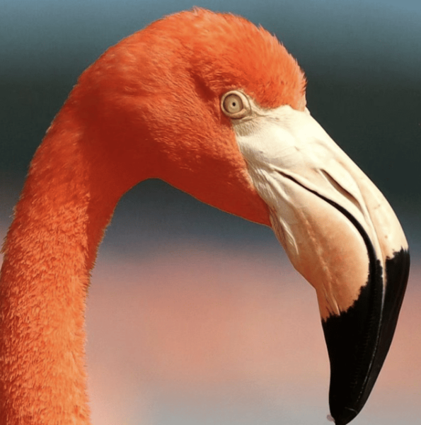 Celestun Mangroves Boat Tour From Merida - Departure and Return