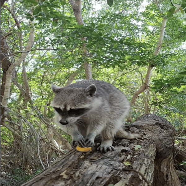 Celestun Mangroves Boat Tour From Merida - Frequently Asked Questions