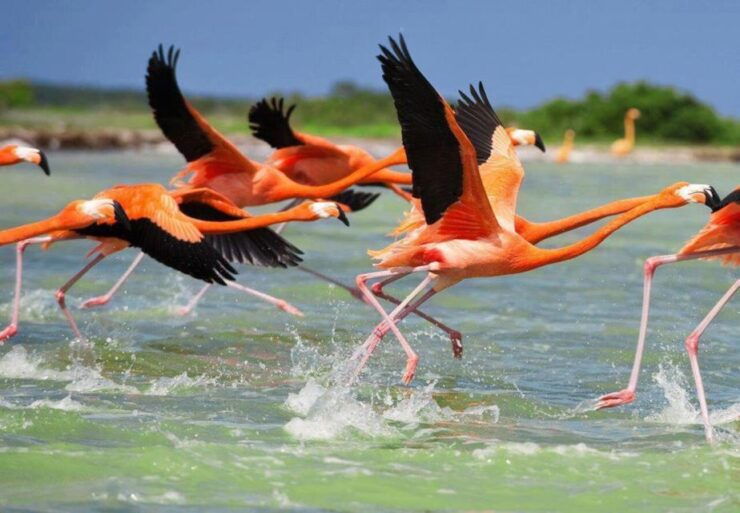 Celestún (Oneday) - Discover Yucatans Fauna Diversity