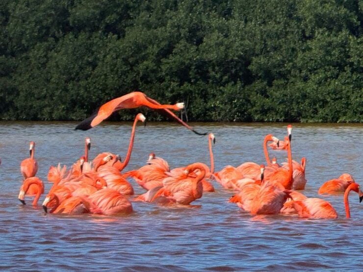 Celestún Tour Mangroves, Pink Flamingos, and Beach - Tour Overview