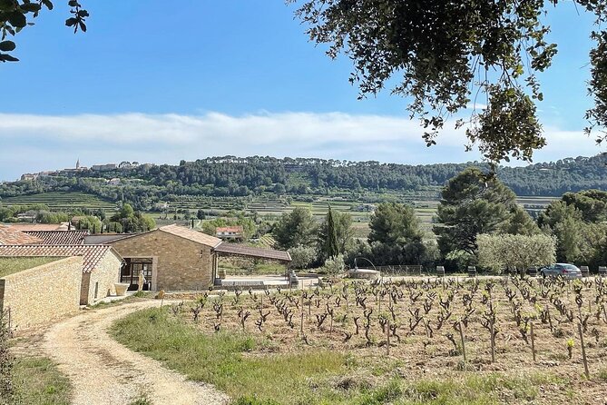 Cellar Visit & Bandol Wine Tasting (in English) - Reviews