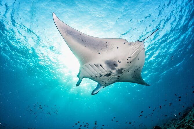 Celukan Bawang Day Tour (all-inclusive with optional option) - Frequently Asked Questions