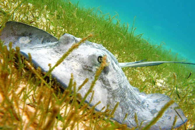 Cenote and Akumal Snorkel - Exploring the Cenote and Akumal Snorkel Tour: A Deep Dive into Cancun’s Natural Wonders