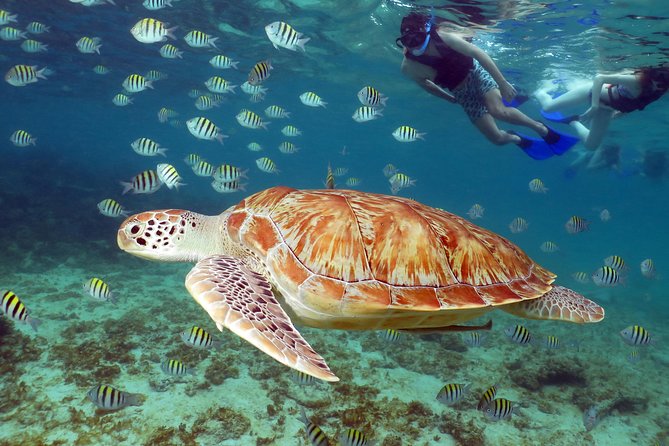 Cenote and Sea Snorkeling Adventure  - Playa Del Carmen - Overview and Itinerary