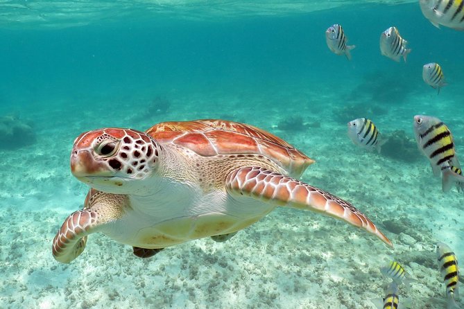 Cenote and Sea Snorkeling Adventure  - Playa Del Carmen - Coral Reef and Turtle Encounter
