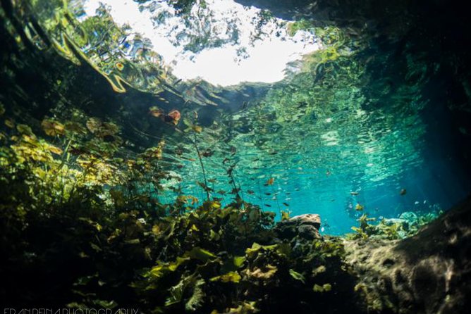 Cenote Diving Experience  - Tulum - Inclusions and Logistics