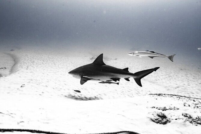 Cenote Diving in Tulum A Thrilling Adventure for Certificates - What Makes This Cenote Tour Special?