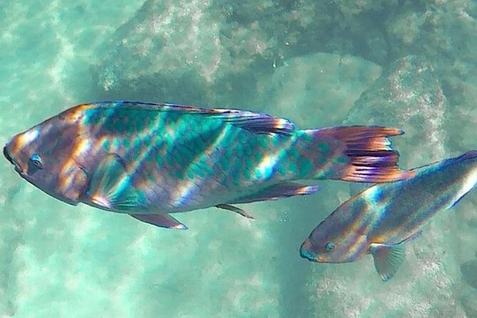 Cenote; Snorkeling and Photos With Colorful Fish - Directions to the Cenote