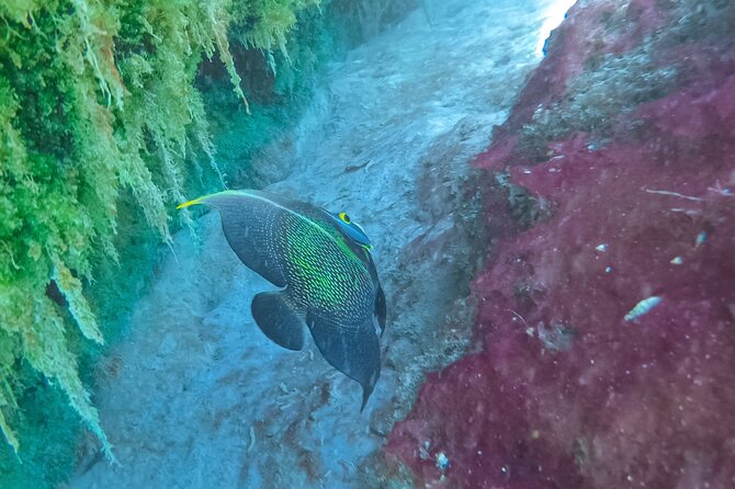 Cenote; Snorkeling and Photos With Colorful Fish - Tips for Capturing Colorful Fish With Your Gopro