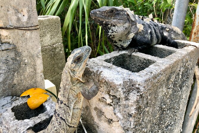 Cenote; Snorkeling and Photos With Colorful Fish - Common Questions