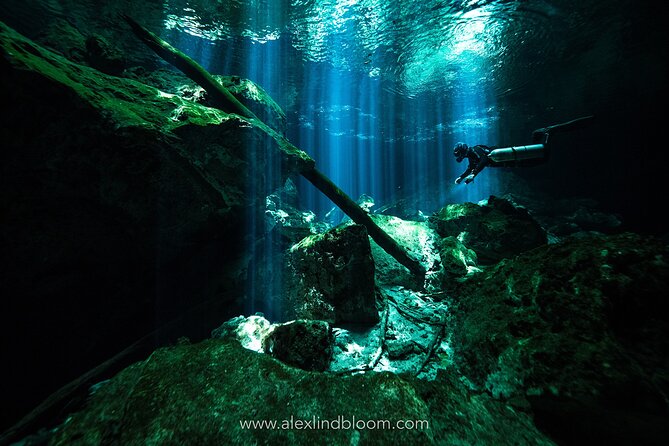 Cenotes 2-Day Scuba Diving Package in the Riviera Maya - Dive Sites and Marine Life