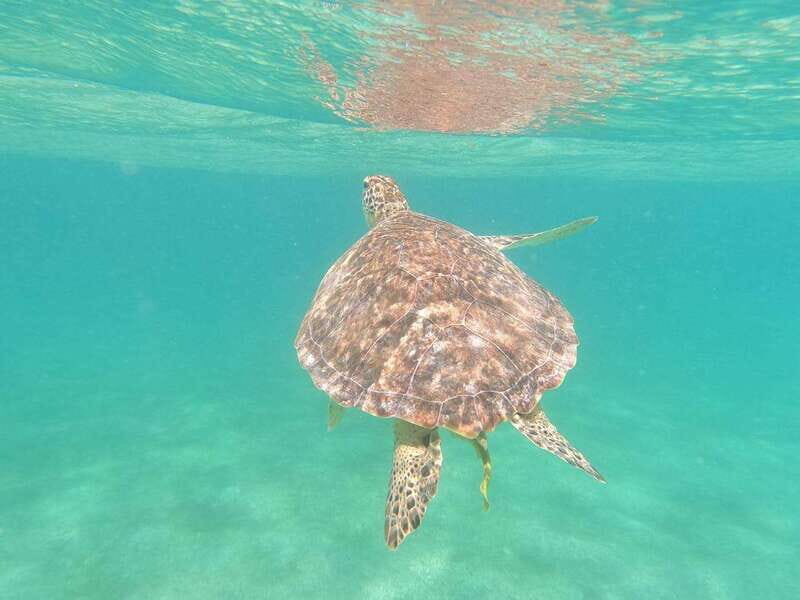 CENOTES TULUM/AKUMAL: 4 Cenotes in Mayan community and snorkeling with turtles - Frequently Asked Questions