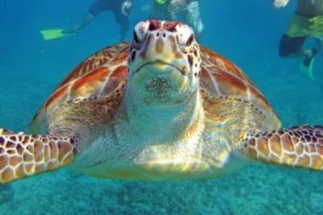Cenotes, Turtles and Beach Club - Included Amenities