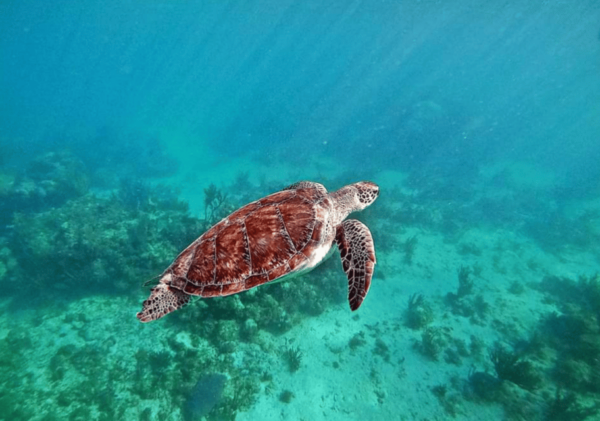 Cenotes, Turtles and Beach Club - Relaxation at Beach Club