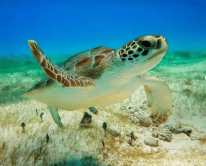 Cenotes, Turtles and Beach Club - Included Amenities