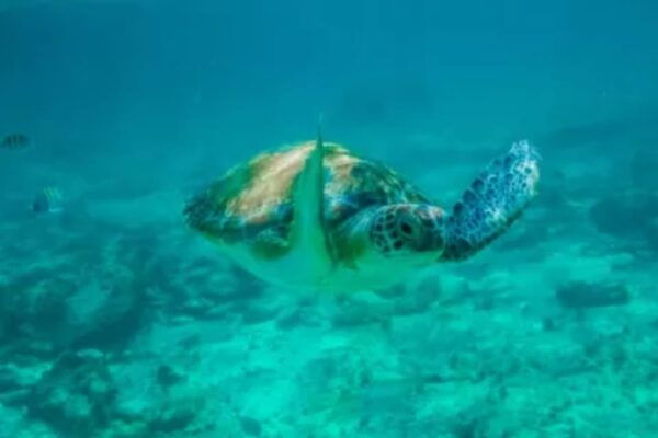 Cenotes, Turtles and Beach Club - Relaxation at Beach Club