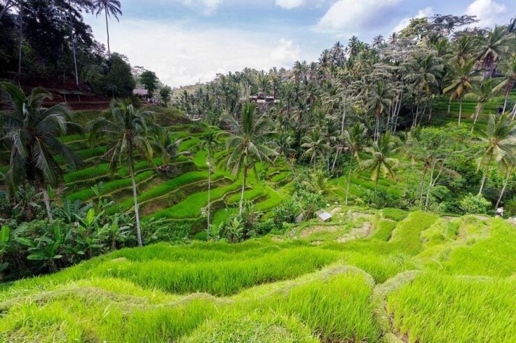 Central Bali: Ubud Village, Rice Terrace, and Kintamani Tour - Good To Know