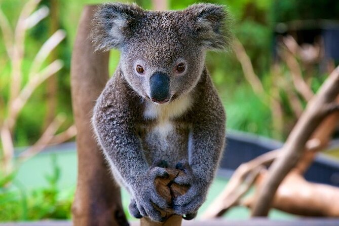 Central Coast Private Day Tour Beaches, Bays and Wildlife & Reptile Park Entry - Tour Highlights