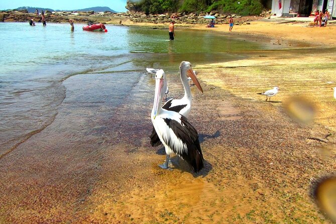 Central Coast Private Day Tour Beaches, Bays and Wildlife & Reptile Park Entry - The Sum Up