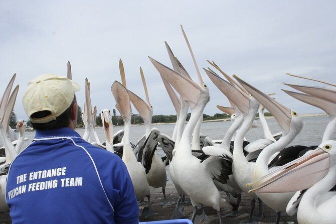 Central Coast Private Tour From Sydney, With Australian Reptile Park Option - Australian Reptile Park Experience