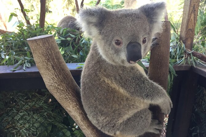 Central Coast Private Tour From Sydney, With Australian Reptile Park Option - Scenic Beaches and Parks