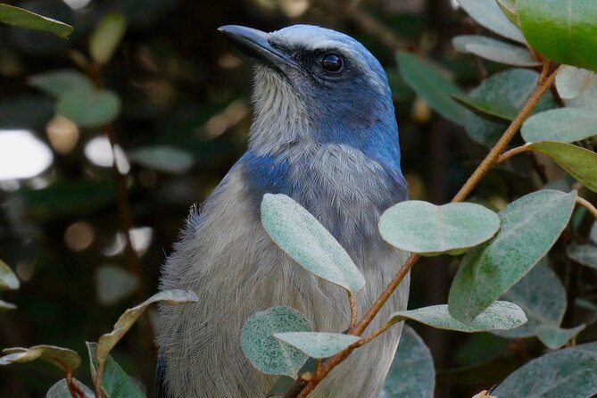 Central Florida Half-Day Private Birding Tour - 2 Person Max - Tour Details and Operator Information