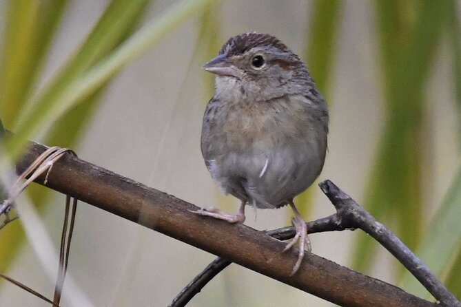 Central Florida Half-Day Private Birding Tour - 2 Person Max - Additional Information and Policies
