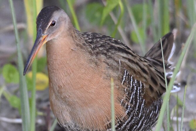 Central Florida Half-Day Private Birding Tour - 2 Person Max - Traveler Photos and Reviews