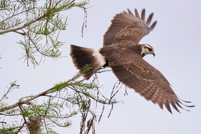 Central Florida Half-Day Private Birding Tour - 2 Person Max - Questions and Help Center