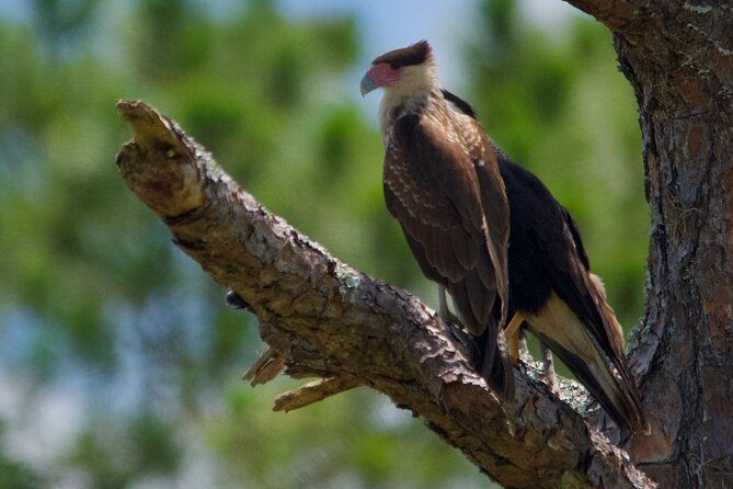 Central Florida Half-Day Private Birding Tour - 2 Person Max - Pricing and Terms