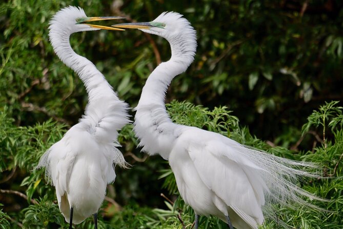 Central Florida Half-Day Private Birding Tour - 2 Person Max - Cancellation Policy