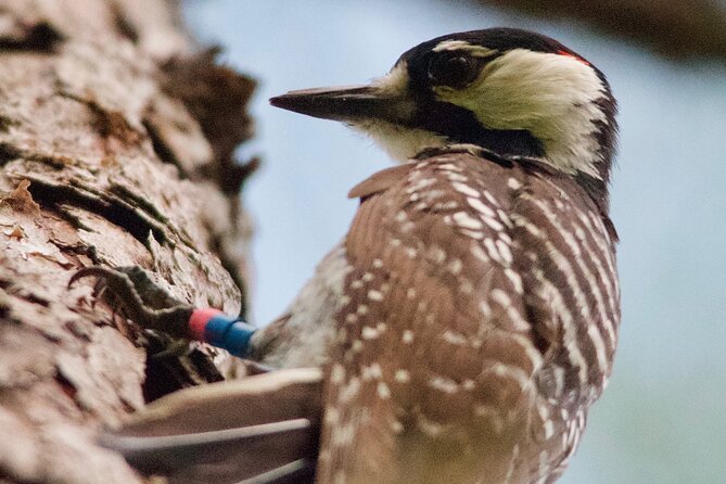 Central Florida Half-Day Private Birding Tour - 2 Person Max - Weather-Dependent Experience