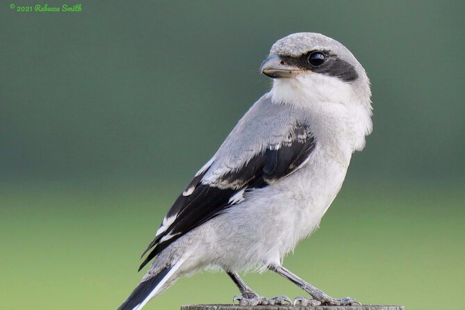 Central Florida Half-Day Private Birding Tour - 2 Person Max - Common Questions