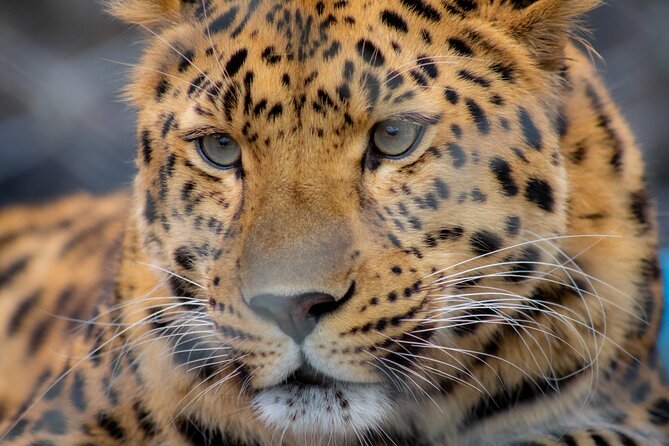 Central Florida Zoo & Downtown Sanford Golf Cart Experience - Booking and Refund Policy