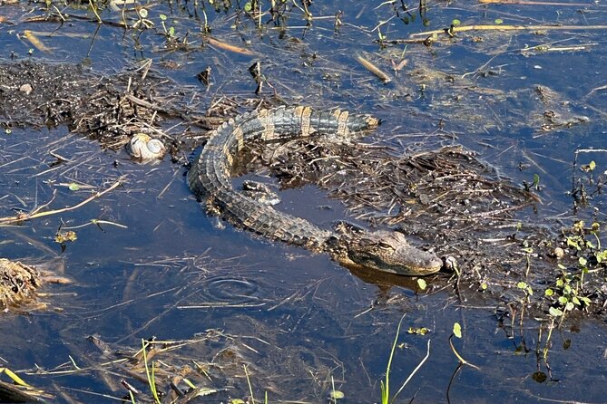CENTRAL Florida'S LOWEST PRICED Eco-Friendly Airboat Rides - Reviews and Pricing