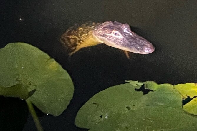 CENTRAL Florida'S LOWEST PRICED Eco-Friendly Airboat Rides - Common Questions