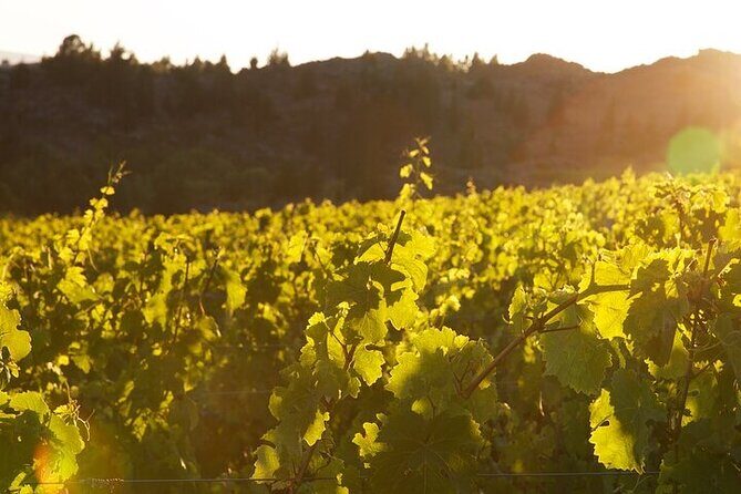 Central Otago River Loop Trail on E Bike - Authentic Insights from Past Participants