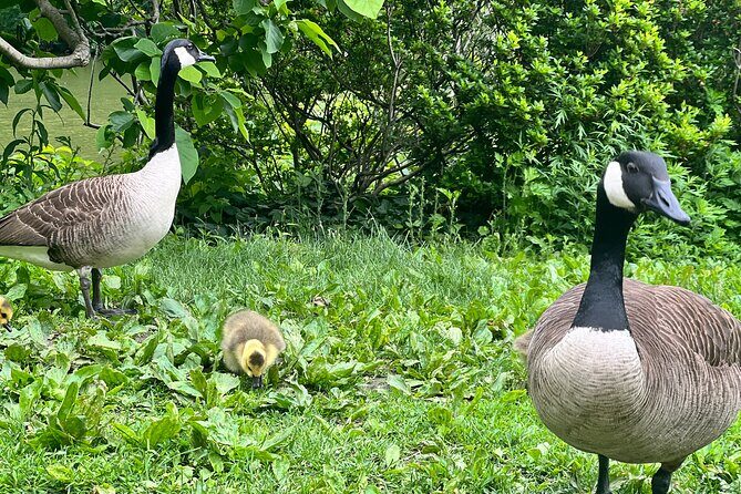 Central Park Guided Walking Tour with Iconic Sights and History - Good To Know