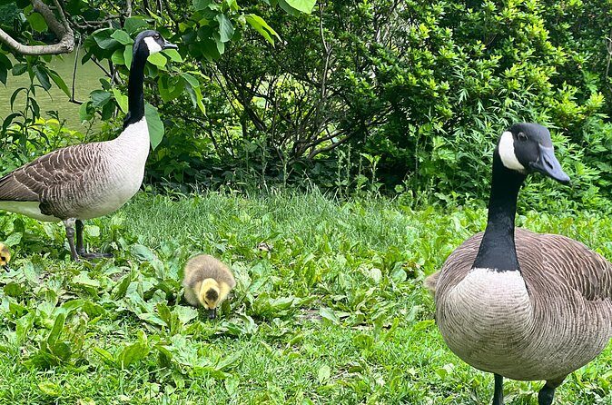 Central Park Guided Walking Tour with Iconic Sights and History - Who Is This Tour Best For?