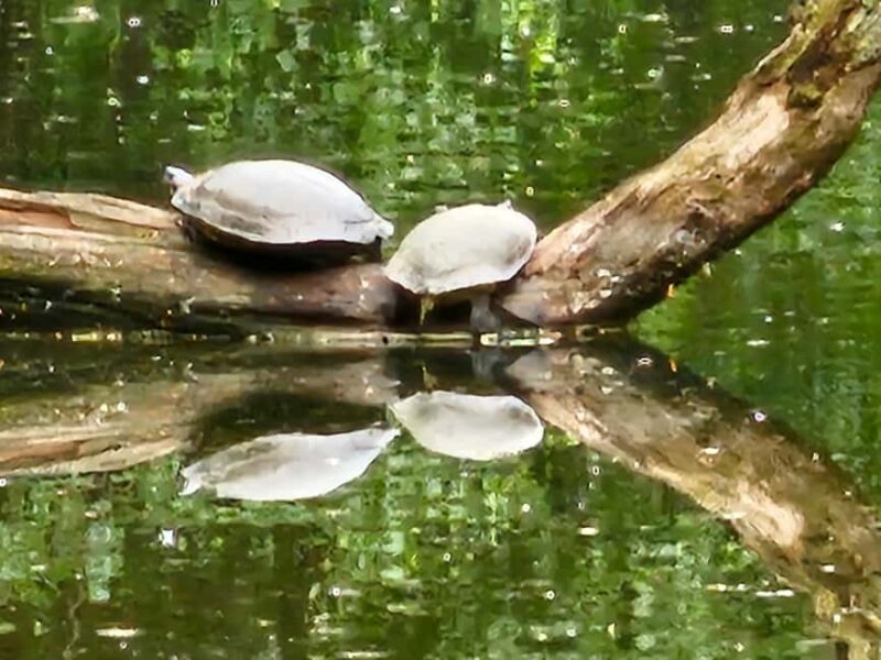 Central Park, NY: Nature, Architecture and Movie Scenes Tour - Practical Details and What to Expect